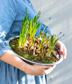 Traubenhyazinthen In Zinkschale, Ca. Ø29 Cm -Blumen Geschaft 6019152 WE MO 001 ZinkschaleTraubenhyazinthen
