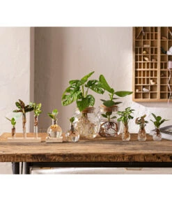 Blumen Geschaft -Blumen Geschaft 6125066 WE MO 001 WaterPlants