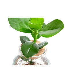 Waterplant Balsamapfel Im Kugelglas - Clusia Rosea 'Princess', Ca. 30 Cm -Blumen Geschaft 6125082 WE DE 001 WaterPlantsClusia12cm