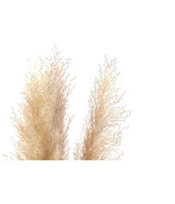Trockenblumenbund Pampasgras, Natur -Blumen Geschaft 6272595 WE DE 001 PampasgrasNatur145cm