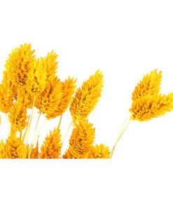Trockenblumenbund Glanzgras, Gelb -Blumen Geschaft 6284202 PR DE 001 GlanzgrasgelbBundDehnerExpressHerzig
