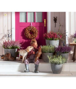 Knospenheide, Verschiedene Sorten -Blumen Geschaft 6347207 7084932 WE MO 001 Cococut Knospenheide Prunus