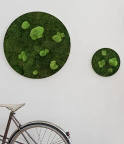 StyleGREEN Bild Aus Wald- Und Kugelmoos, Kreisförmig, Ca. Ø80 Cm -Blumen Geschaft 6429781 WE MO 001 Wald KugelmoosbildD80cm