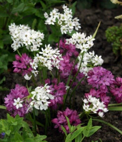 Dehner Blumenzwiebel 5 Monate Blütenpracht, 200 Stk. -Blumen Geschaft 6617286 WE MO 002 DehnerBlumenzwiebel5MonateBlumenpaket