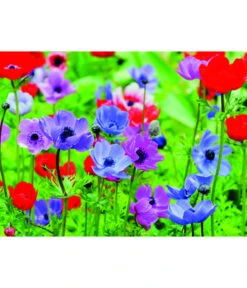 Dehner Blumenzwiebel 5 Monate Blütenpracht, 200 Stk. -Blumen Geschaft 6617286 WE MO 003 DehnerBlumenzwiebel5MonateBlumenpaket