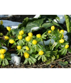 Dehner Blumenzwiebel 5 Monate Blütenpracht, 200 Stk. -Blumen Geschaft 6617286 WE MO 004 DehnerBlumenzwiebel5MonateBlumenpaket