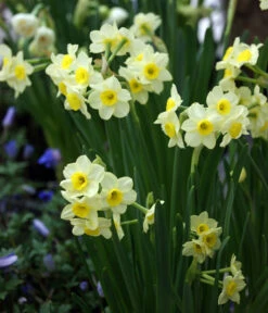 Dehner Blumenzwiebel 5 Monate Blütenpracht, 200 Stk. -Blumen Geschaft 6617286 WE MO 005 DehnerBlumenzwiebel5MonateBlumenpaket