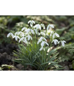 Dehner Blumenzwiebel 5 Monate Blütenpracht, 200 Stk. -Blumen Geschaft 6617286 WE MO 006 DehnerBlumenzwiebel5MonateBlumenpaket