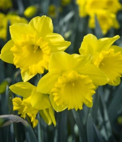 Dehner Blumenzwiebel 5 Monate Blütenpracht, 200 Stk. -Blumen Geschaft 6617286 WE MO 007 DehnerBlumenzwiebel5MonateBlumenpaket