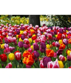 Dehner Blumenzwiebel 5 Monate Blütenpracht, 200 Stk. -Blumen Geschaft 6617286 WE MO 010 DehnerBlumenzwiebel5MonateBlumenpaket