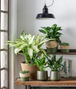 Dehner Seegras-Korb Phil, Rund -Blumen Geschaft 6735229 WE MO 001 KorbPhilGruen TO1 Dieffenbachia Spathiphyllum Fittonia