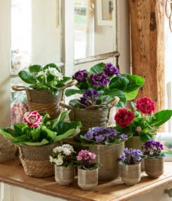 Dehner Seegras-Korb Lilja, Konisch -Blumen Geschaft 6739577 WE MO 001 TopfIssa