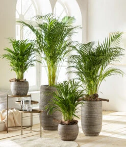 Goldfruchtpalme - Dypsis Lutescens -Blumen Geschaft 6799894 6799910WE MO 001 VaseLanaBraun