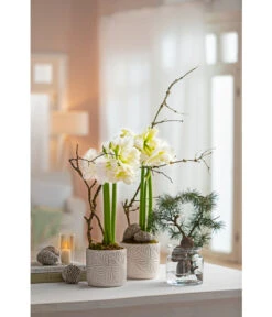 Amaryllis - Hippeastrum Hybride 'Alfresco' -Blumen Geschaft 6835078 WE MO 001 TopfAmaryllisWeiss