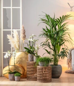 Schmetterlingsorchidee - Phalaenopsis Cultivars -Blumen Geschaft 6835235 6835243 6835284 6835268 6835276 WE MO 001 TopfRipleyBroze