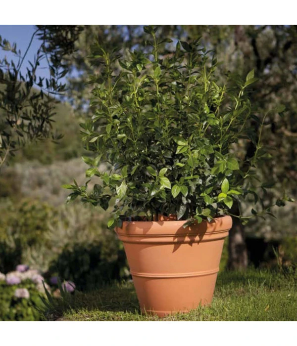 Farmet Kunststoff-Pflanzkübel, Glatt, Rund, Terrakotta 2 Farmet Kunststoff-Pflanzkübel, Glatt, Rund, Terrakotta – Bild 2