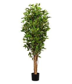 Gasper Kunstpflanze Ficus Benjamini, Ca. H150 Cm
