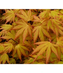 Fächerahorn 'Orange Dream' -Blumen Geschaft 7007016 WE DE 002 AcerAhornOrangeDreamAllgreen