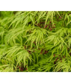 Grüner Schlitz-Ahorn 'Dissectum' -Blumen Geschaft 7017528 DE DE 001 AcerPalmatumDissectumSchlitzahorn