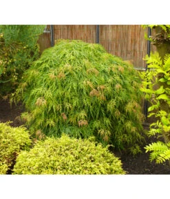 Grüner Schlitz-Ahorn 'Dissectum' -Blumen Geschaft 7017643 WE MO 002 AcerAhornDissectumViridisAllgreen