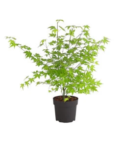 Fächerahorn 'Orange Dream'