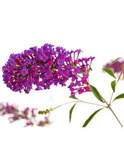 Sommerflieder, Verschiedene Sorten -Blumen Geschaft 7078991 WE DE 001 BuddlejaDavidiiNanhoPurpleSommerflieder3LDehnerExpressHerzig
