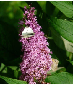 Sommerflieder, Verschiedene Sorten -Blumen Geschaft 7078991 WE DE 003 BuddleijaSommerflieder Pixabay