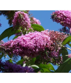 Sommerflieder, Verschiedene Sorten -Blumen Geschaft 7078991 WE DE 004 BuddleijaSommerflieder Pixabay