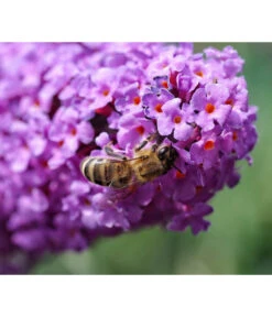 Sommerflieder, Verschiedene Sorten