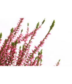 Knospenheide, Verschiedene Sorten -Blumen Geschaft 7084932 WE DE 001 CallunaRenaKnospenheide
