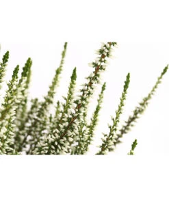 Knospenheide, Verschiedene Sorten -Blumen Geschaft 7084932 WE DE 002 CallunaHelenaKnospenheide