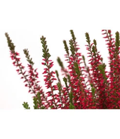 Knospenheide, Verschiedene Sorten -Blumen Geschaft 7084932 WE DE 003 CallunaAngiKnospenheide