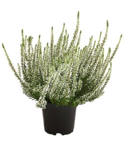 Knospenheide, Verschiedene Sorten -Blumen Geschaft 7084932 WE FS 003 CallunaHelenaKnospenheide