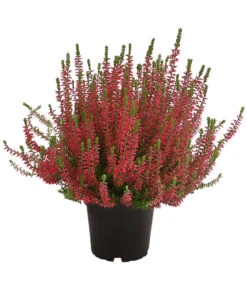 Knospenheide, Verschiedene Sorten -Blumen Geschaft 7084932 WE FS 004 CallunaAngiKnospenheide