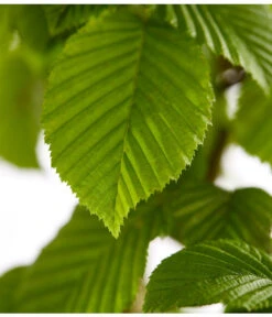 3 Meter Hainbuche, 6 X Ca. 200-225 Cm -Blumen Geschaft 7088883 WE DE 001 CarpinusBetulusHainbuche4LDehnerExpressZS