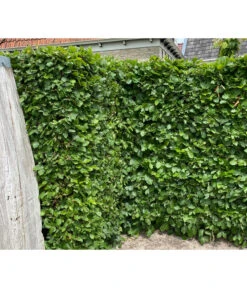3 Meter Hainbuche, 6 X Ca. 200-225 Cm -Blumen Geschaft 7089188 WE MO 002 HainbuchenCarpinusBetulus2l