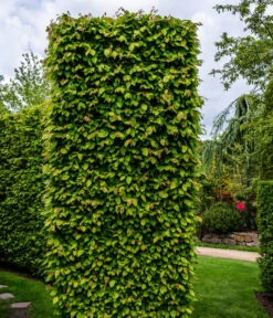 3 Meter Hainbuche, 6 X Ca. 200-225 Cm -Blumen Geschaft 7089188 WE MO Luckner Hecke CarpinusBetulusHainbuche