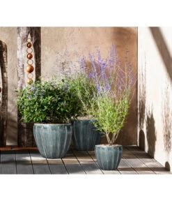 Bartblume 'Blue Knight' -Blumen Geschaft 7090863 7302631 WE MO 001 Blauraute Bartblume