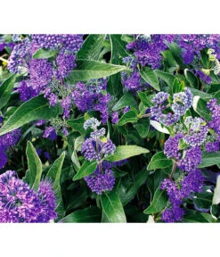 Bartblume 'Blue Knight' -Blumen Geschaft 7090863 WE DE 001 CaryopterisClandonensisBartblume2120 CaryopterisDarkKnight