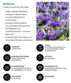 Bartblume 'Blue Knight' -Blumen Geschaft 7090863 WE IG 002 Bartblume