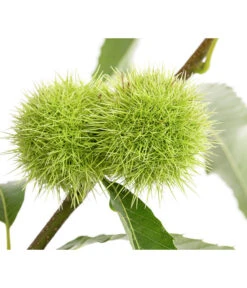 Esskastanie -Blumen Geschaft 7091580 PR DE 001 CastaneaSativaEsskastanieDehnerExpressHerzig