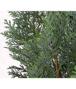 Blaue Säulen-Zypresse 'Columnaris Glauca' -Blumen Geschaft 7106180 WE DE 001 ChamaecyparisSaeulenzypresseColumnatisGlauca10LDehnerExpressHerzig