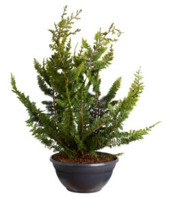 Scheinzypresse 'Teddy Bear', Schale