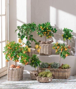 Dehner Gourmet Garten Gewürzlavendel 7 Dehner Gourmet Garten Gewürzlavendel -Blumen Geschaft 7119696 WE MO 001 CitrusGoldsalbei