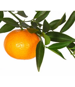 Mandarine -Blumen Geschaft 7120306 WE DE 001 CitrusReticulataT20DehnerExpressHerzig