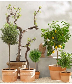 Feige, Dunkel -Blumen Geschaft 7120389 PR MO 001 MediterranGC10retusch