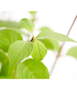 Rotholziger Hartriegel 'Sibirica' -Blumen Geschaft 7130990 WE DE 001 CornusAlbaSibiricaHartriegel5LDehnerExpressZS