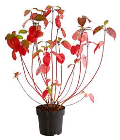 Rotholziger Hartriegel 'Sibirica' -Blumen Geschaft 7130990 WE FS 001 CornusAlbaSibirica5LDehnerExpressHerzig