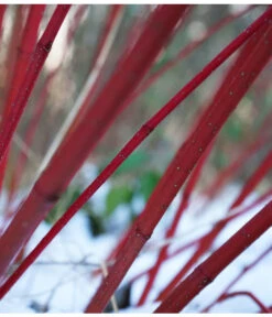 Rotholziger Hartriegel 'Sibirica' -Blumen Geschaft 7131006 WE MO 001 HartriegelCornusAlbaSibiricaPixabay