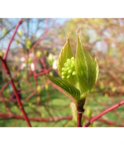Rotholziger Hartriegel 'Sibirica' -Blumen Geschaft 7131006 WE MO 002 HartriegelCornusAlbaSibiricaPixabay